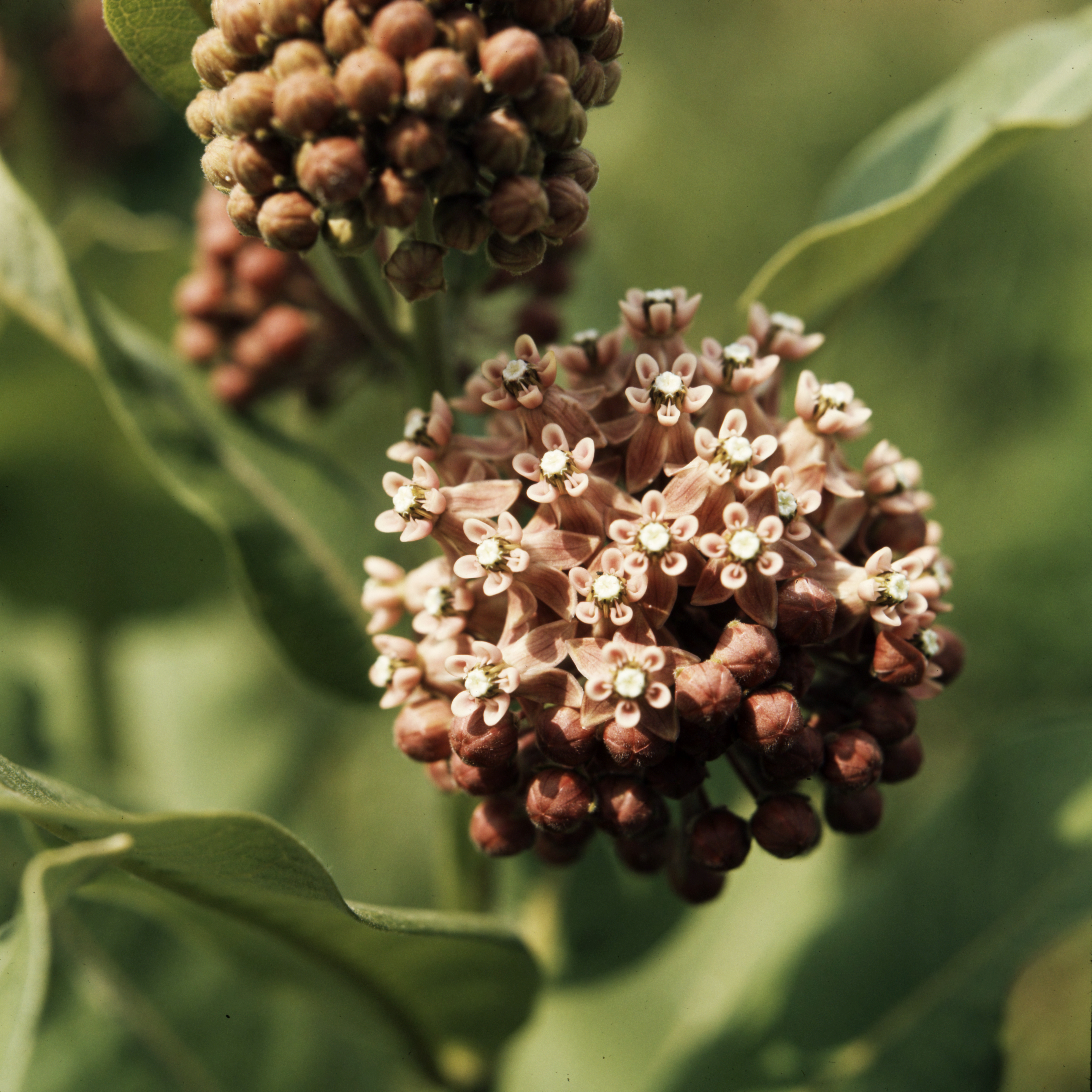 common milkweed